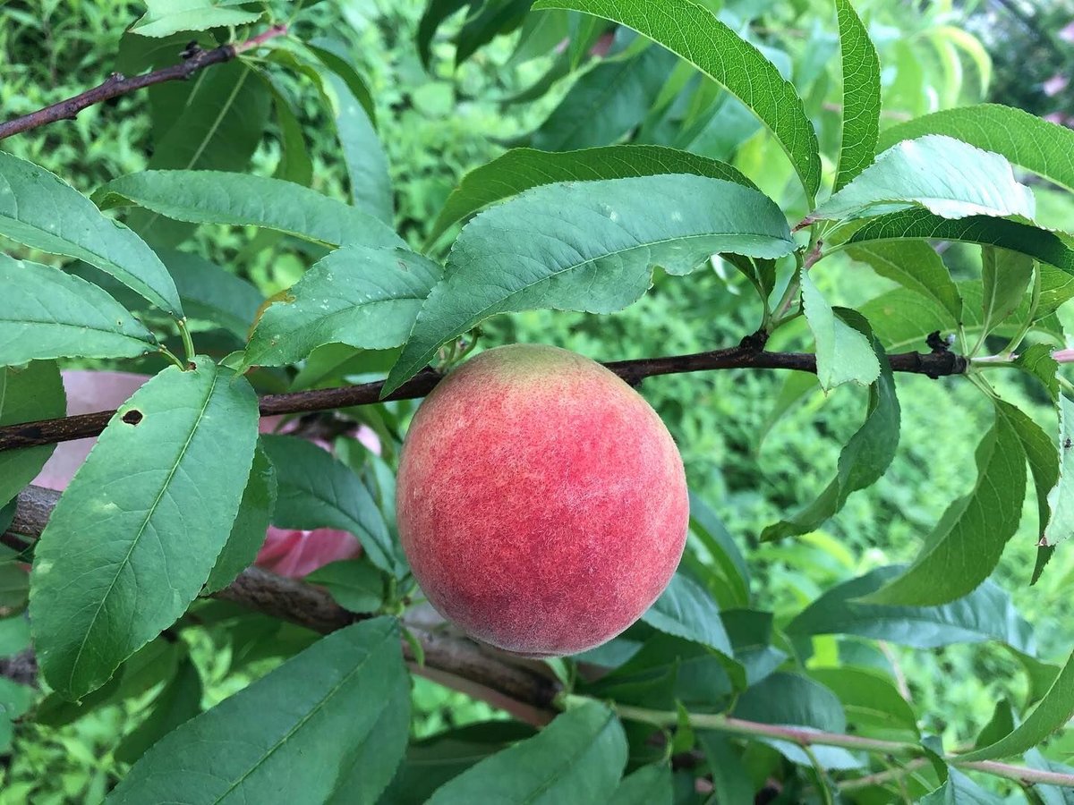 あかつき 桃6個 自然栽培（有機JAS認証）2025年度販売終了 | はせがわ