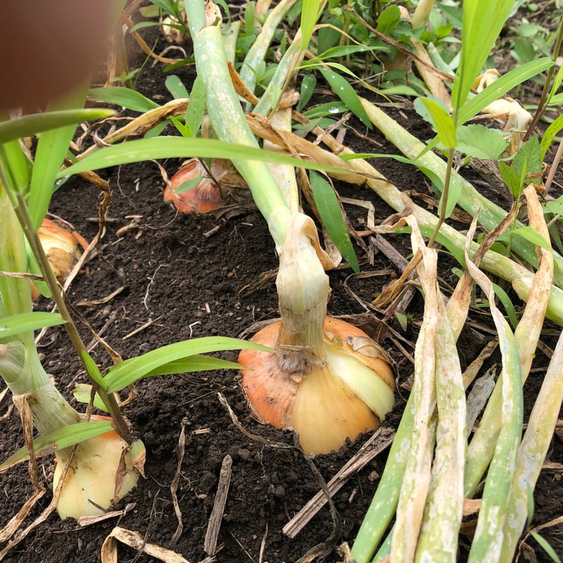 奥州玉ねぎ 自然栽培 固定種 2025年 | はせがわ農園オンラインショップ