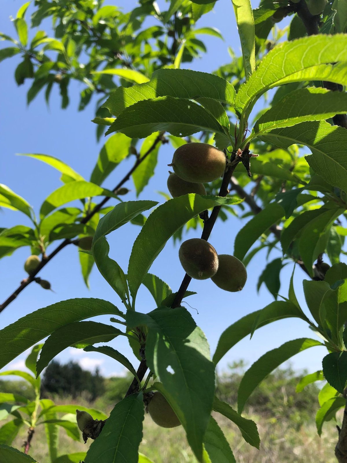 あかつき 桃6個 自然栽培（有機JAS認証）2025年度販売終了 | はせがわ