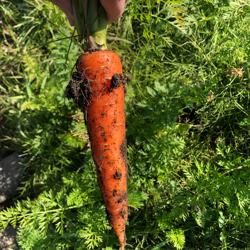 人参葉っぱ 自然栽培 葉つき黒田五寸人参（自家採種、固定種） | はせがわ農園