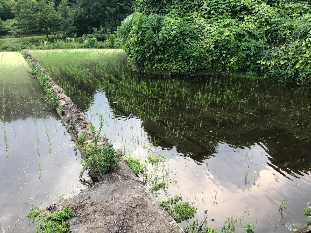 令和6年　ササニシキ20kg玄米　自然栽 令和6年新米】有機JAS認証 自然栽培ササニシキ玄米5㎏・分づき