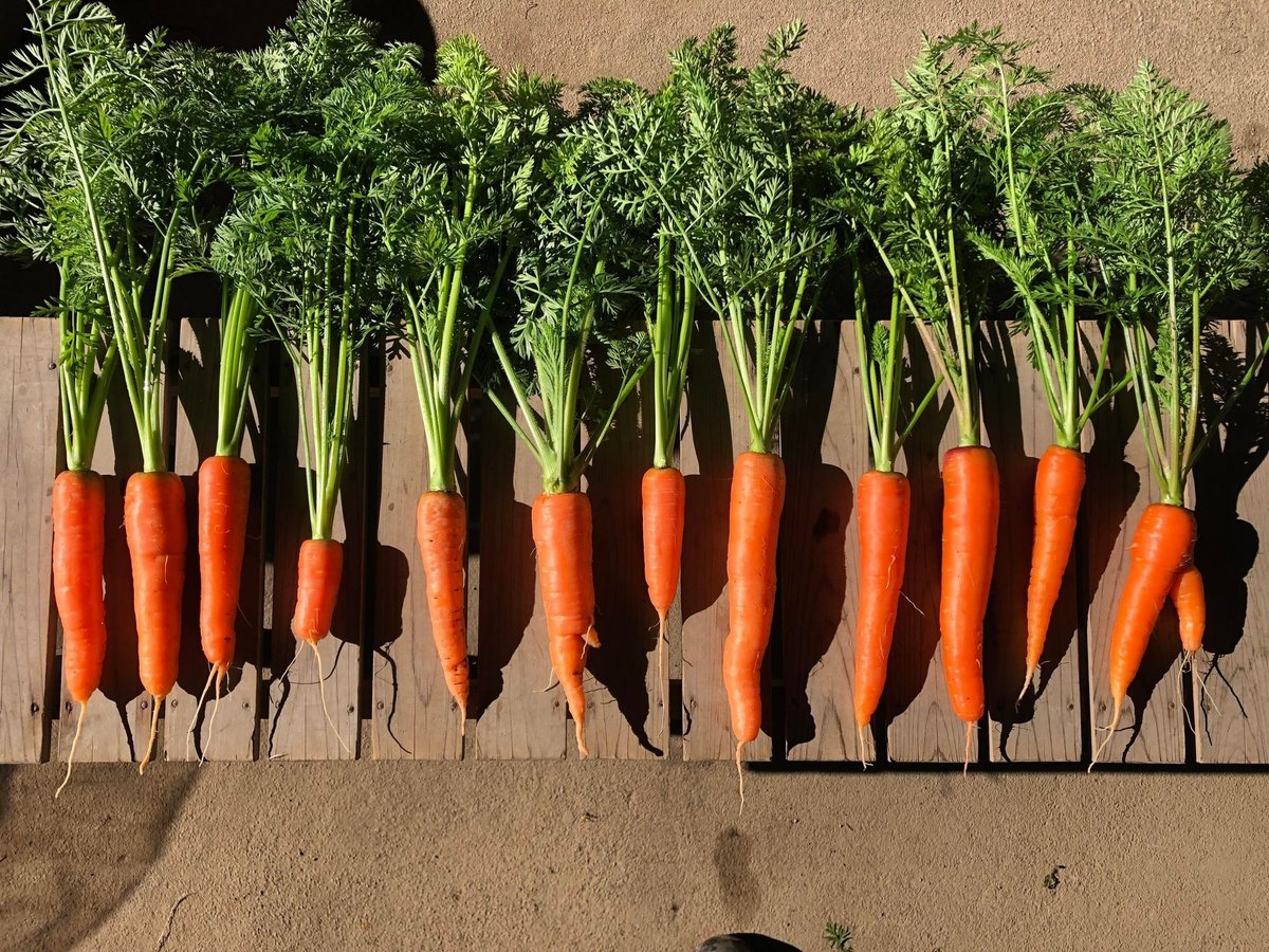人参葉っぱ carrot-leaf-3hon.jpg
