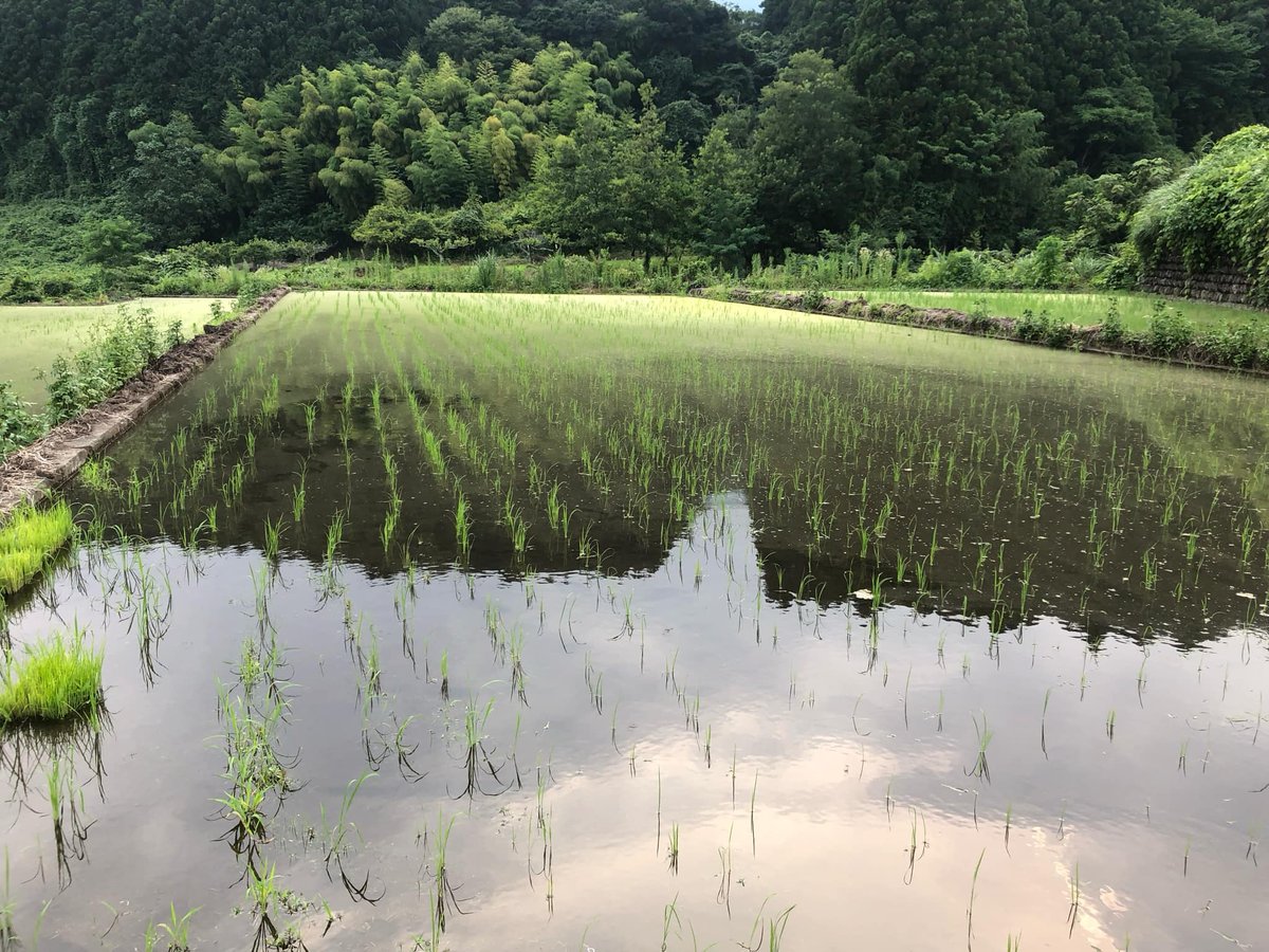 令和6年 自然栽培米 玄米、白米 ササニシキ | はせがわ農園