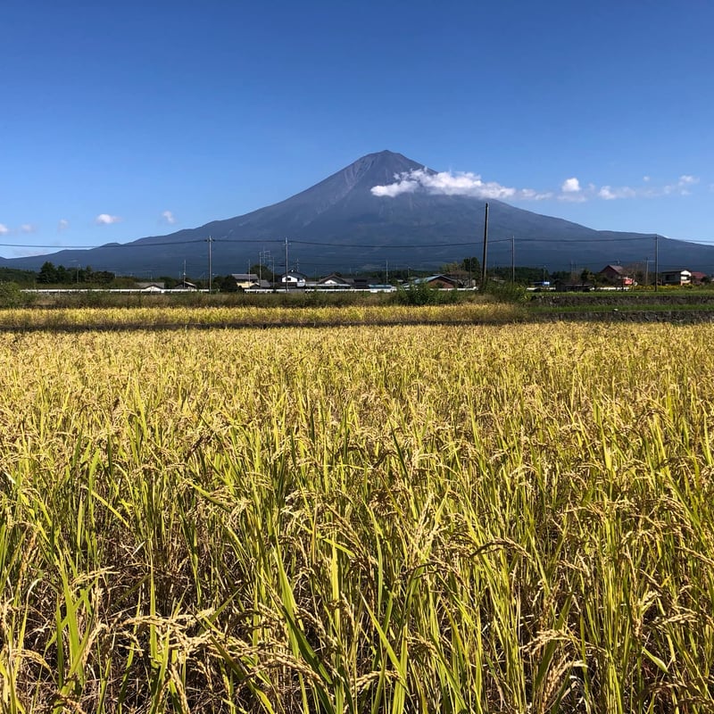 m*n様 令和6年12月19日収穫新米養老山脈産　希少最高級ハツシモたっぷり白米 m*n様 令和6年12月19日収穫新米養老山脈