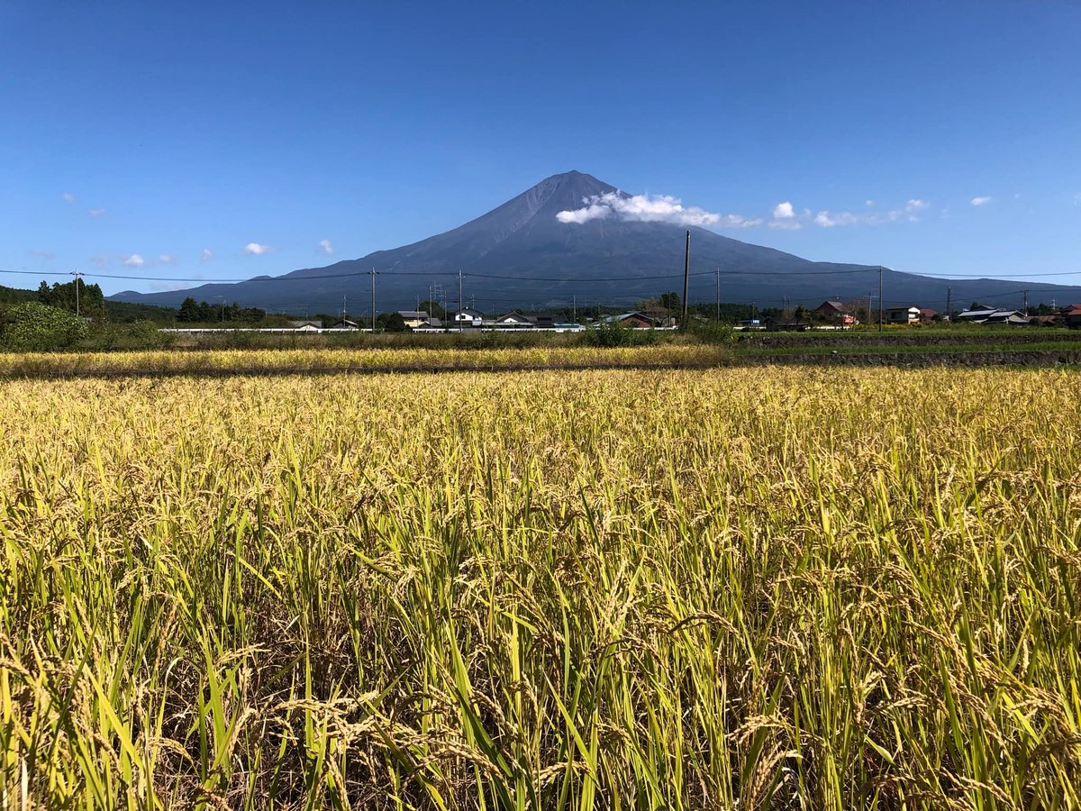 R6年　自然栽培米　朝日米、ササシグレ、ササニシキ、ヒノヒカリ 20kg玄米 令和7年 自然栽培米 玄米、白米 ササニシキ | はせがわ農園オンライン