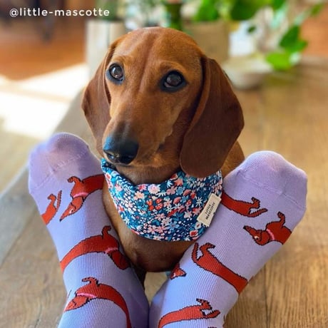 ククシュゼット 正規商品 靴下 レディース メンズ かわいい 犬 クルー丈 Coucou Suzette ダックスフンド ソックス Dachshund Party Socks パープル Purple