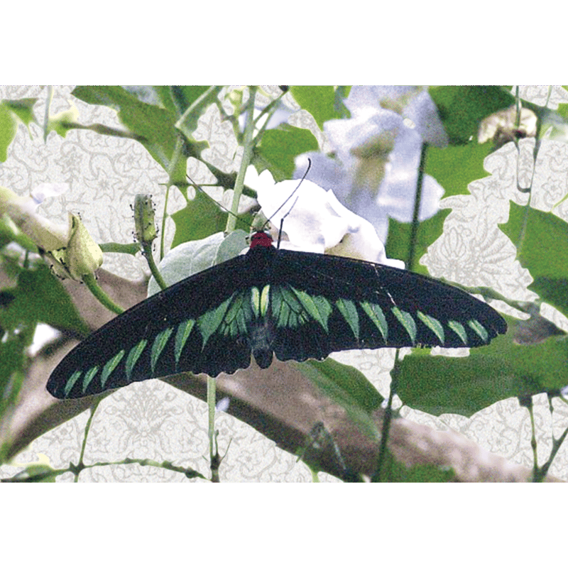 PLATINA lines」rajabrooke BUTTERFLY TOWEL (BLAC