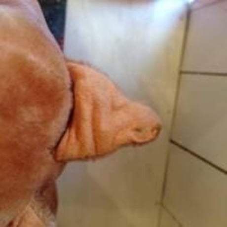ドイツの犬