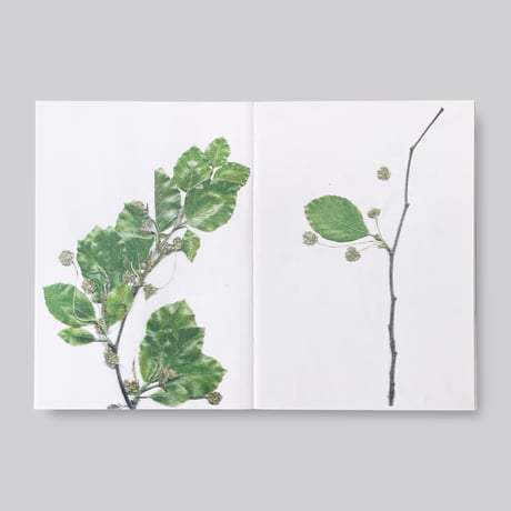 Christian+Jade / The beech at the end of a star