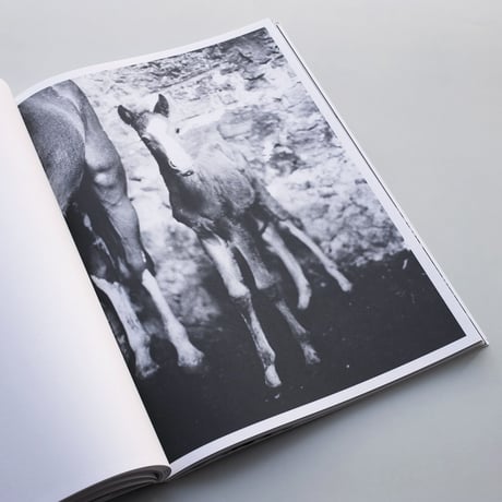 Bart Julius Peters / Hunt