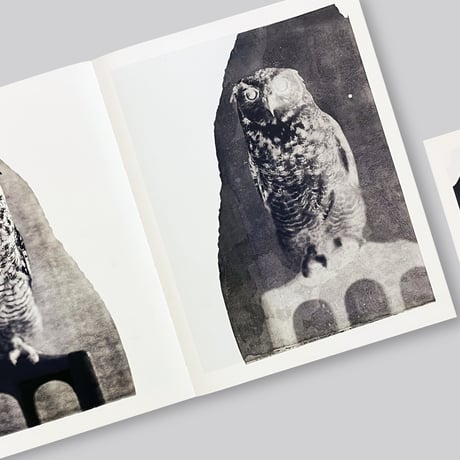 Paolo Roversi / Des oiseaux
