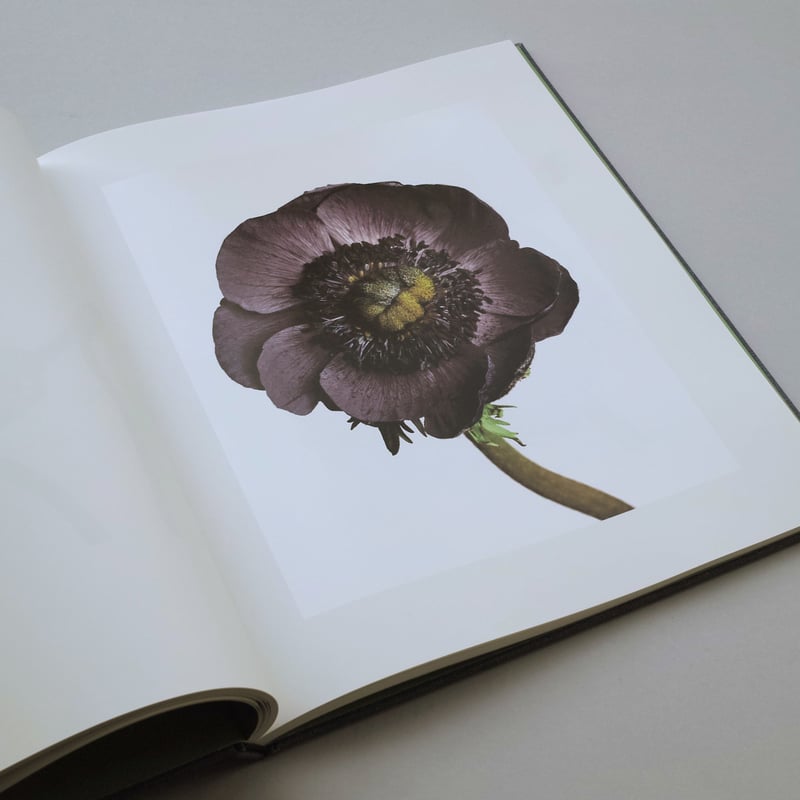 Irving Penn / Flowers | POST Irving Penn / Flowers | POST