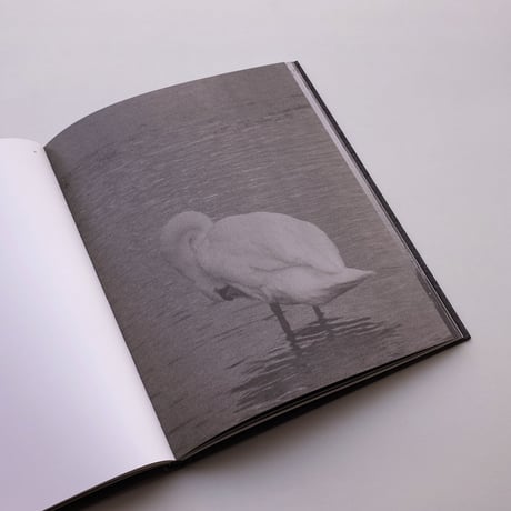 Byung-Hun Min / Des Oiseaux