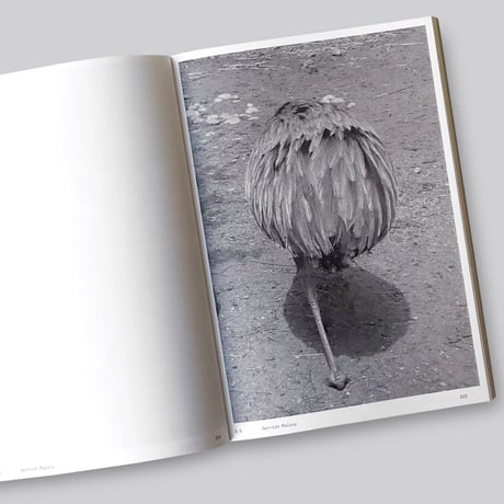 Anne Geene & Arjan De Nooy / Ornithology
