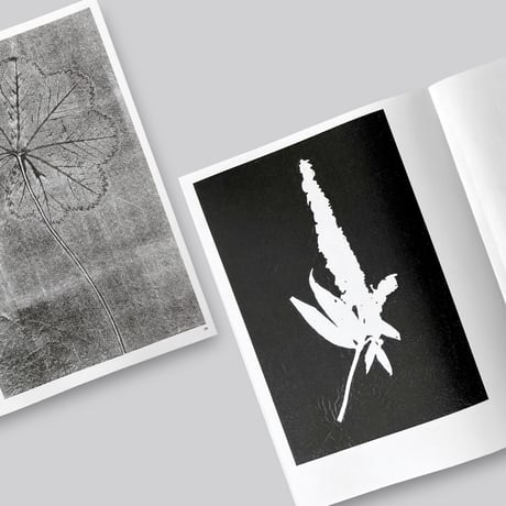 Herma de Wit / Essence of Nature