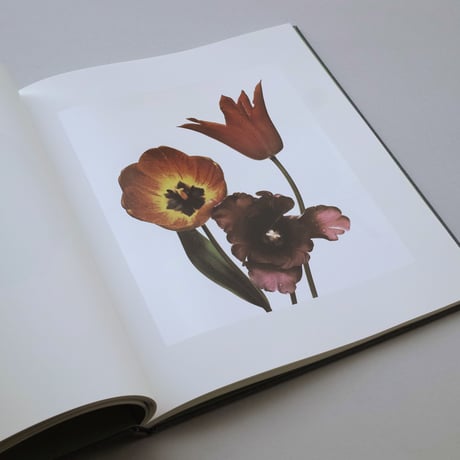 Irving Penn / Flowers
