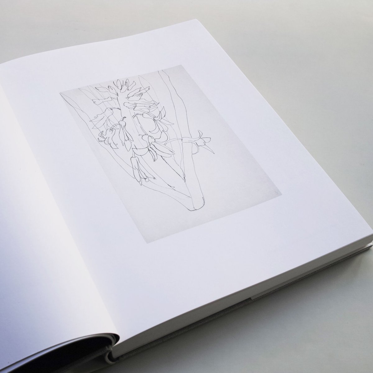 Ellsworth Kelly / Plant Drawings | POST