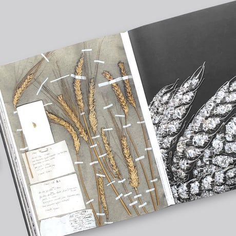 Botanical : Observing Beauty