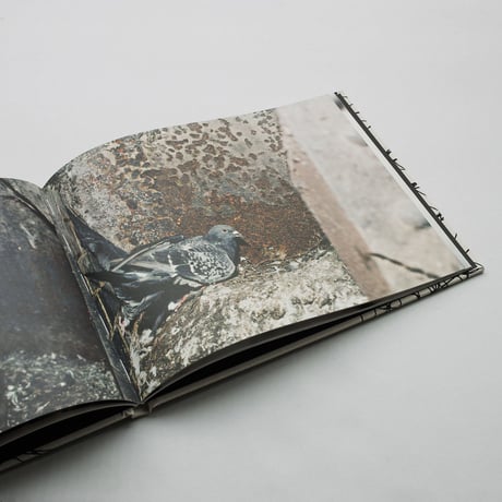 Stephen Gill / PIGEONS