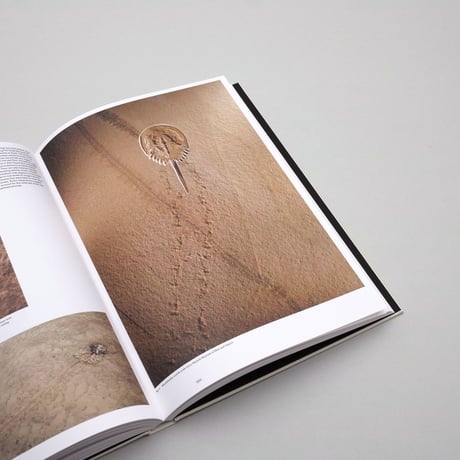 Lynn Alleva Lilley / Deep Time