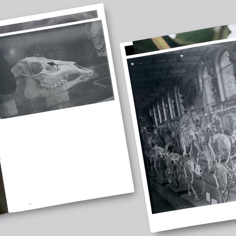 Oriane Thomasson / Paradis