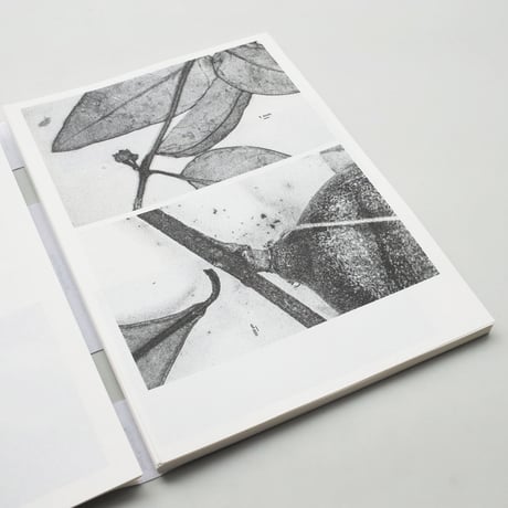 Loh Xiang Yun / Microscopic Images