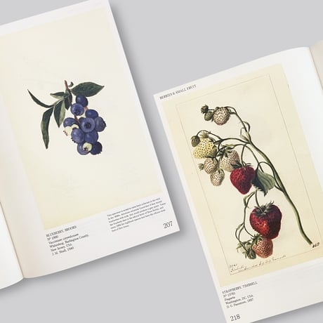 An Illustrated Catalog of American Fruits & Nuts