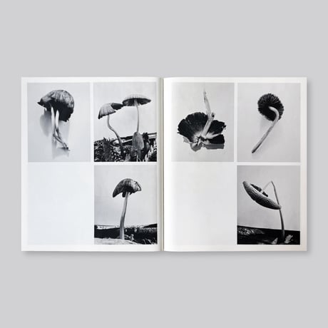 Ying Ang / Fruiting Bodies