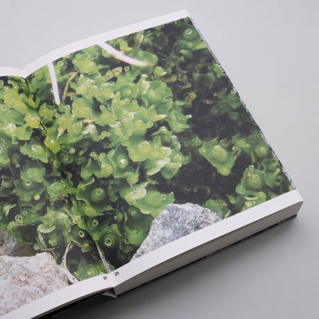 Oliver Moore / Bryophytes and Lichens of Letterewe