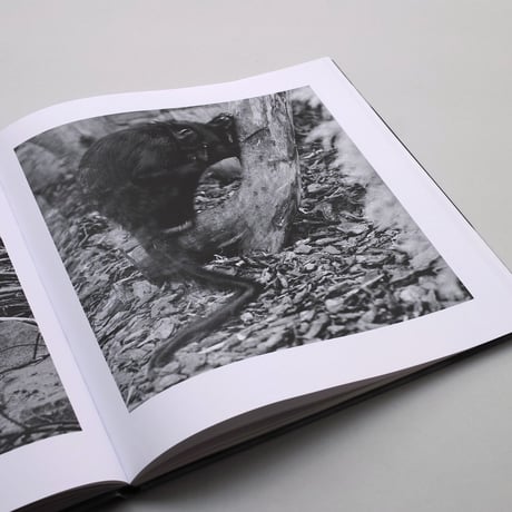 Diana Michener / A Song of Life