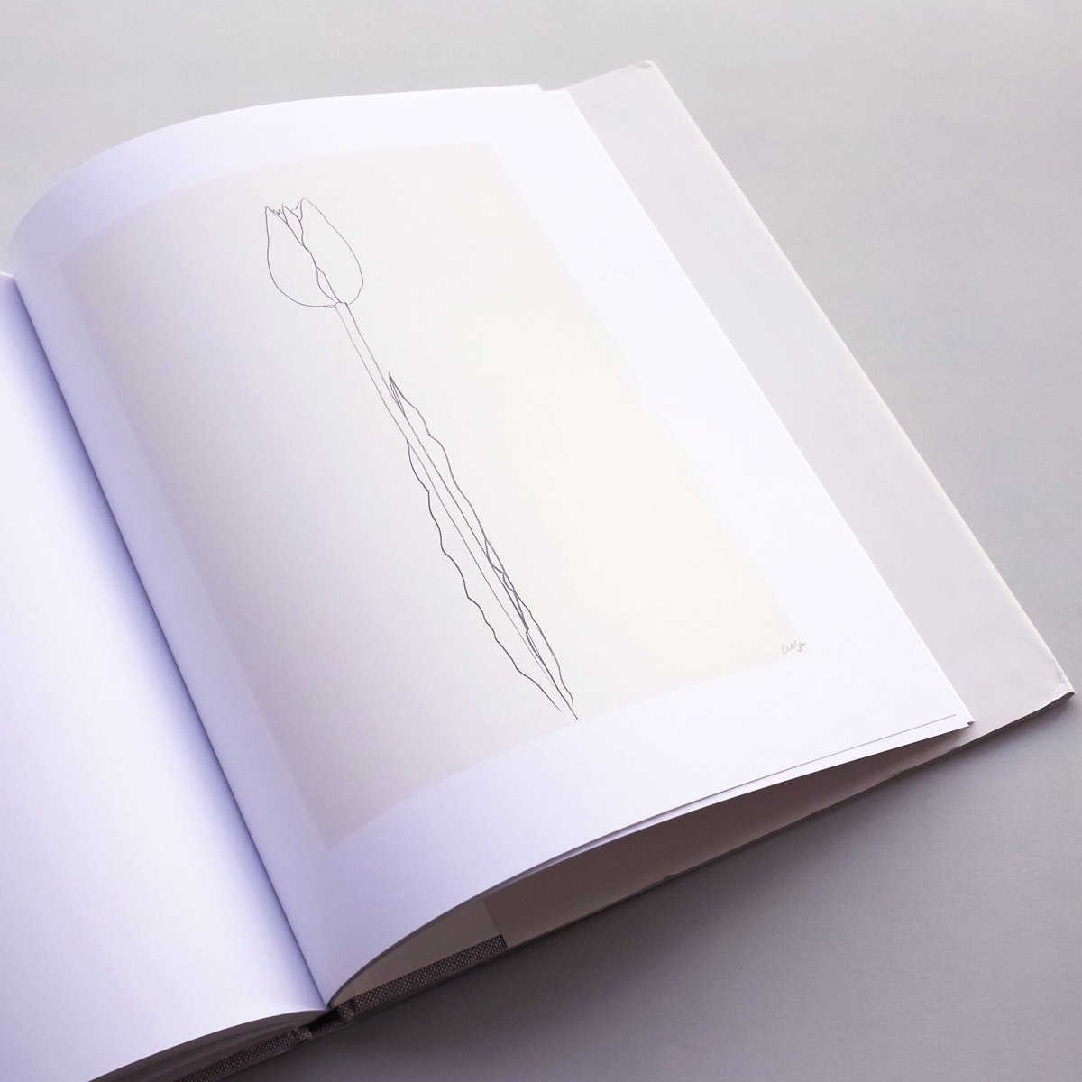 Ellsworth Kelly Plant Lithograエルズワース・ケリー Ellsworth Kelly Plant Lithograエルズワース・ケリー Ellsworth Kelly