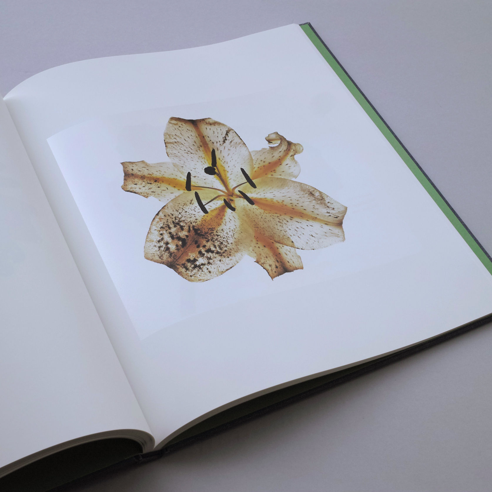 Irving Penn Flowers アーヴィングペン フラワーズ 写真集 original