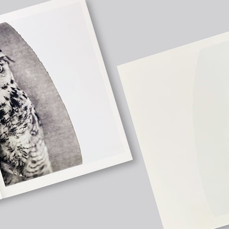 Paolo Roversi / Des oiseaux