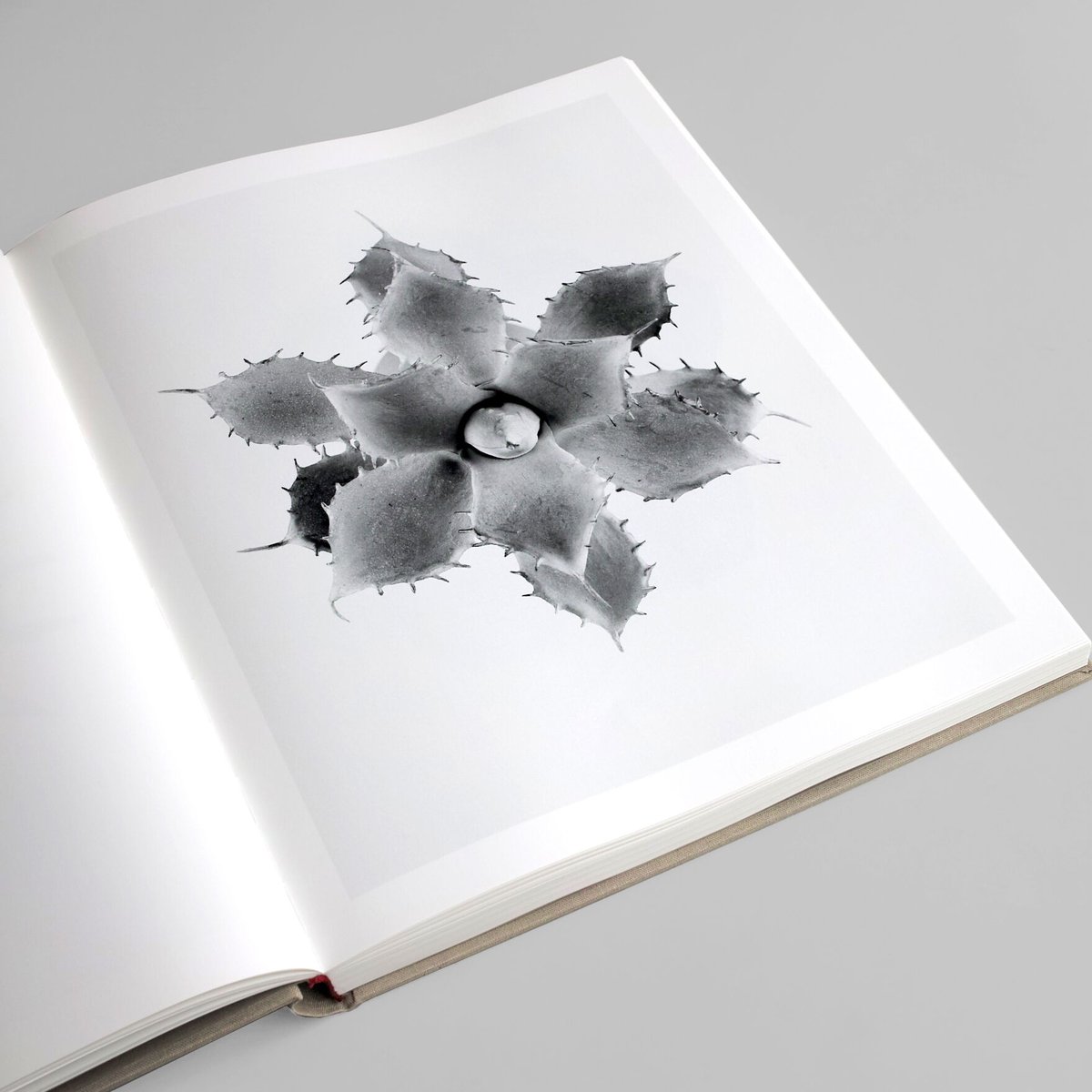 Robert Voit / The Alphabet of New Plants | POST