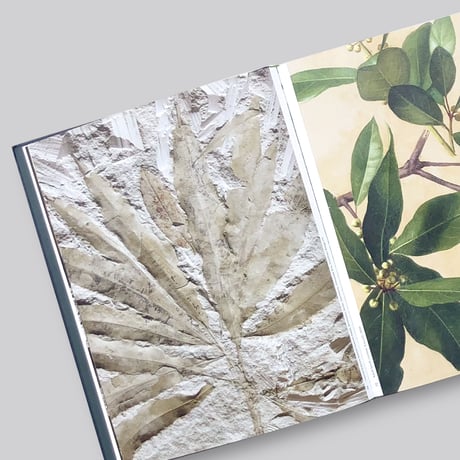 Botanical : Observing Beauty