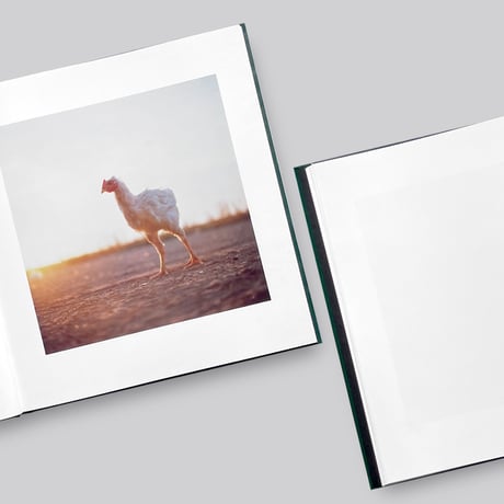 Alessandra Sanguinetti / ON THE SIXTH DAY[SIGNED]