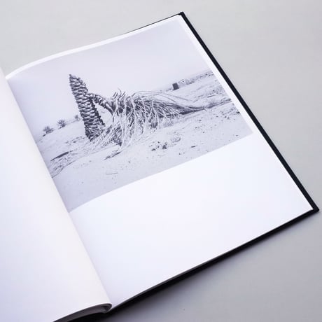 Sybren Vanoverberghe / Conference of The Birds