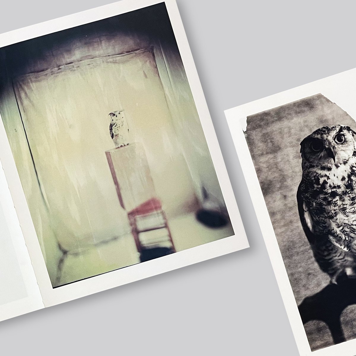 Paolo Roversi / Des oiseaux | POST