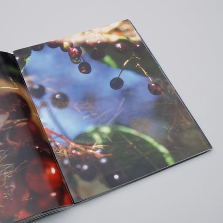 Peter Fischli and David Weiss / Flowers and Mushrooms