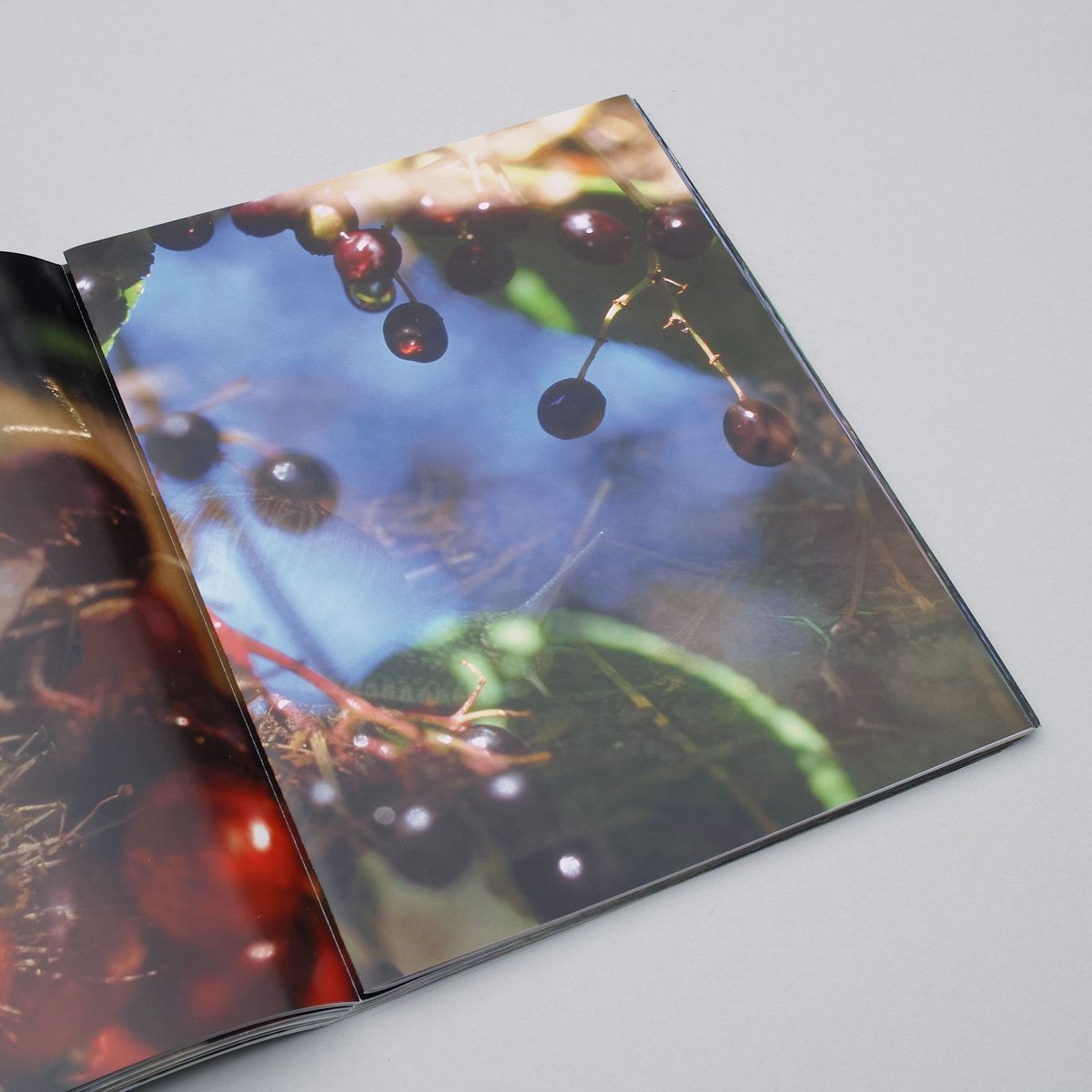 Peter Fischli and David Weiss / Flowers and Mus