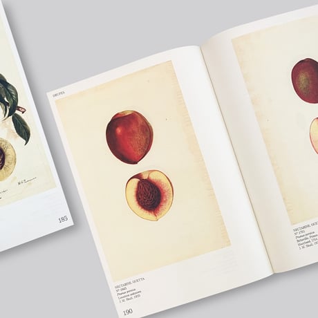 An Illustrated Catalog of American Fruits & Nuts