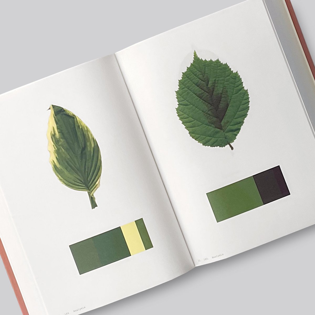 PLANTWORLDS アンドレア・ジョーンズ 植物写真集 洋書 PLANTWORLDS アンドレア・ジョーンズ 植物写真集 洋書