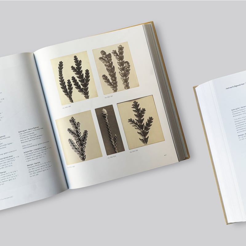 Karl Blossfeldt / Photography in the Light of A