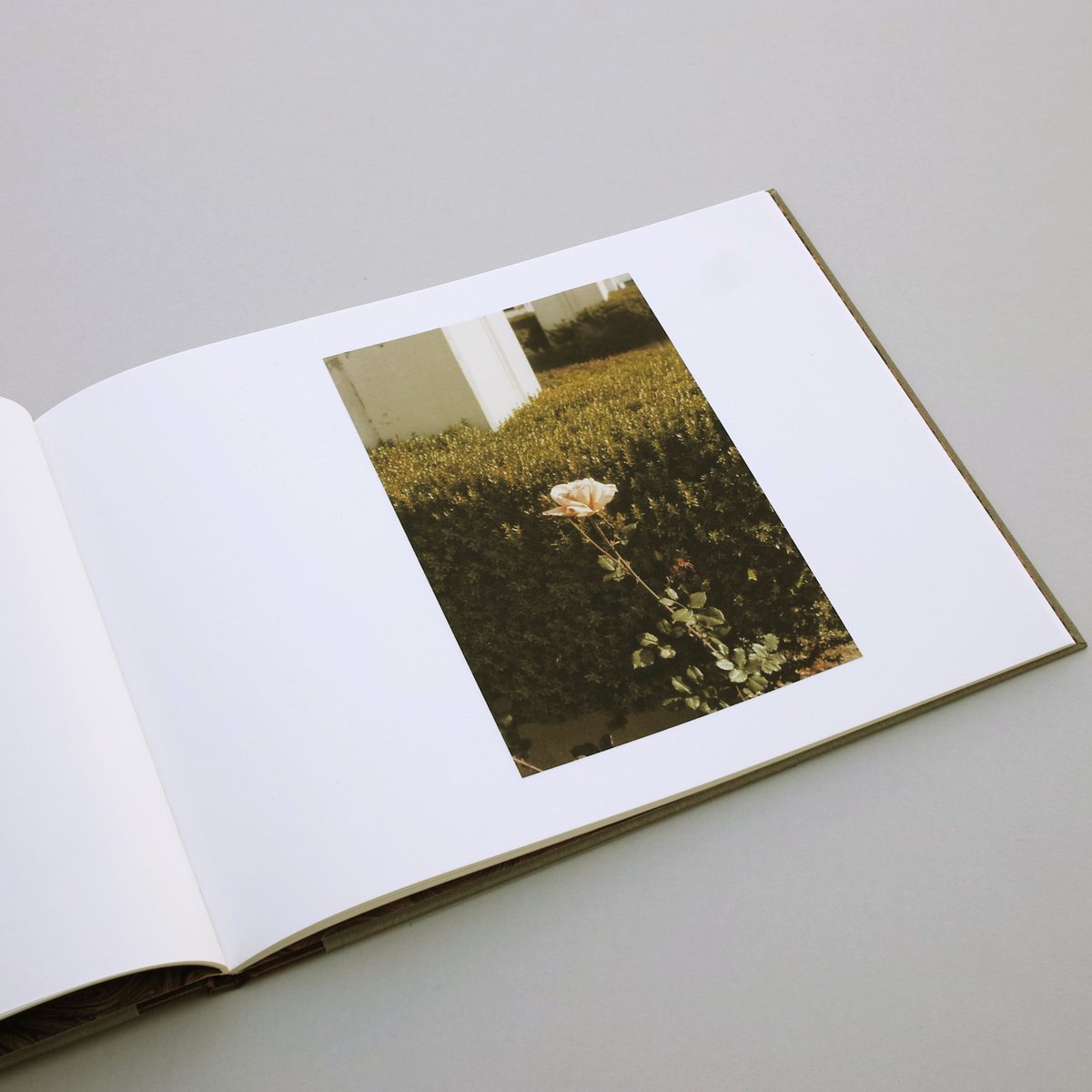 William Eggleston / Flowers | POST