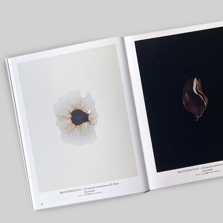 Thierry Ardouin / Seed Stories