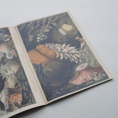 Nicolò Degiorgis / The Long 19th Century Digested Vol. I