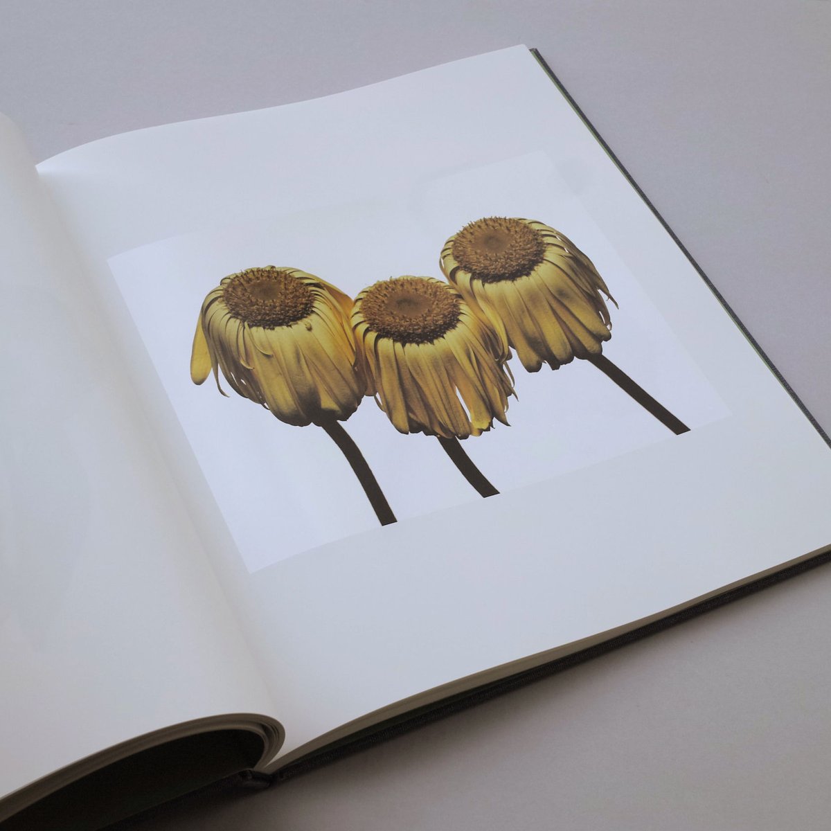 Irving Penn / Flowers | POST Irving Penn / Flowers | POST