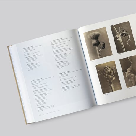 Karl Blossfeldt / Photography in the Light of Art