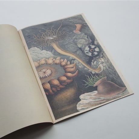 Nicolò Degiorgis / The Long 19th Century Digested Vol. I