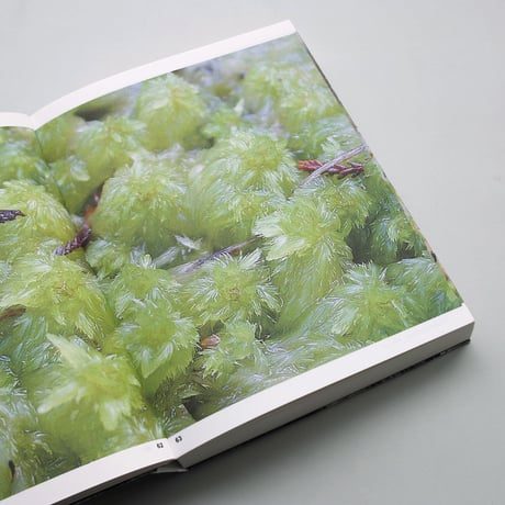 Oliver Moore / Bryophytes and Lichens of Letterewe